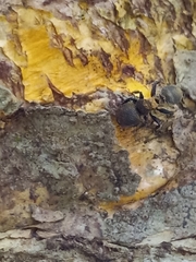 Cephalotes auricomus