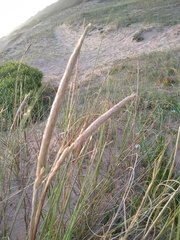 Sporobolus coarctatus