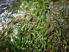 Fissidens grandifrons