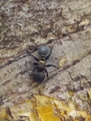 Cephalotes auricomus