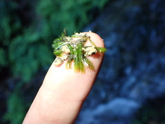 Fissidens grandifrons