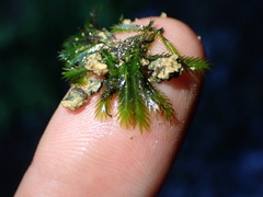 Fissidens grandifrons