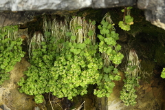 Saxifraga bracteata