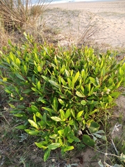 Lithraea brasiliensis