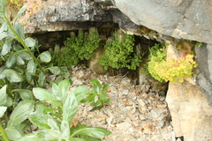 Saxifraga bracteata