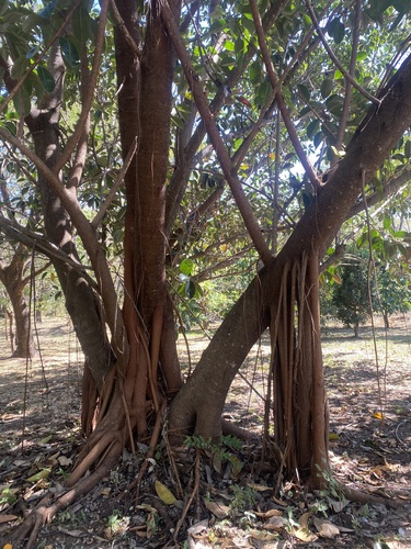 Ficus aurea - Whole tree