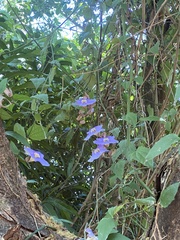 Thunbergia grandiflora image