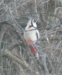 Dendrocopos major