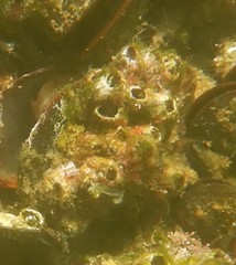 Megabalanus coccopoma