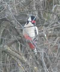 Dendrocopos major