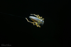 Phintella debilis
