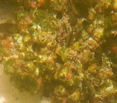 Megabalanus coccopoma