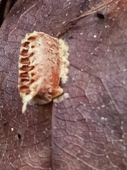 Callimantis antillarum