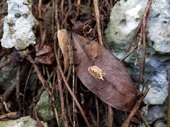 Callimantis antillarum