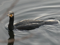Phalacrocorax carbo