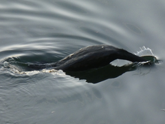 Phalacrocorax carbo