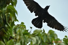 Corvus brachyrhynchos