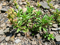 Veronica petraea