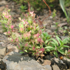 Veronica petraea