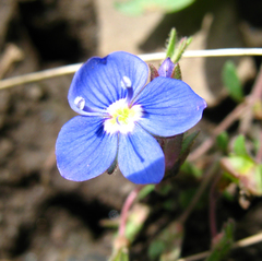 Veronica petraea
