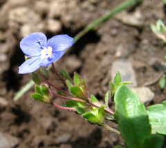 Veronica petraea