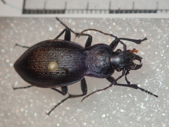 Carabus problematicus