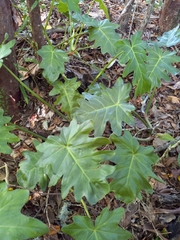 Philodendron lacerum