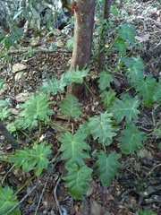 Philodendron lacerum