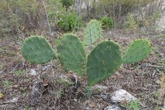 Opuntia bentonii