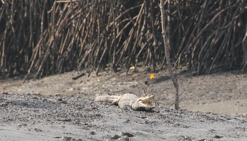 West African Crocodile photographed in Guinea