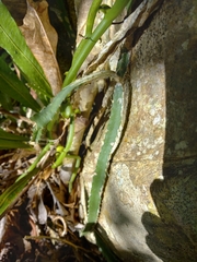 Selenicereus triangularis