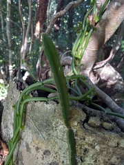 Selenicereus triangularis