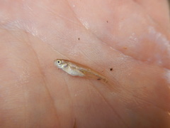 Cyprinella lutrensis