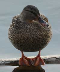 Anas platyrhynchos