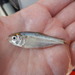 Texan Tetra - Photo (c) Fishes of Texas team, some rights reserved (CC BY-SA), uploaded by Fishes of Texas team