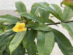 Allamanda schottii