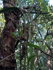Selenicereus triangularis