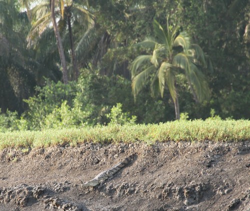 West African Crocodile