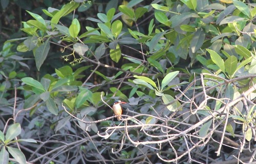 Malachite Kingfisher