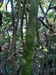 Selenicereus triangularis