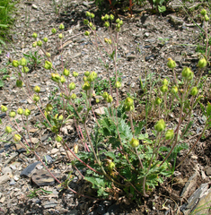 Potentilla agrimonioides