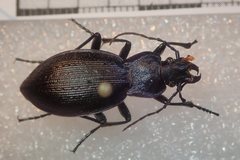 Carabus problematicus