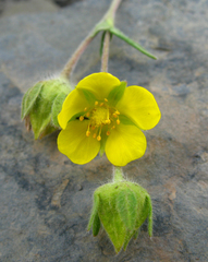 Potentilla agrimonioides