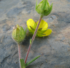 Potentilla agrimonioides