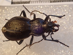 Carabus problematicus