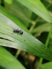 Procryptocerus