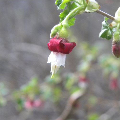 iNaturalist observation photo of currants and gooseberries
