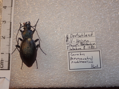 Carabus problematicus