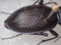 Carabus problematicus