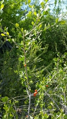 Schaefferia cuneifolia